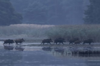 A wild boar (Sus scrofa) crosses a pond at first light, dawn, escape, Germany