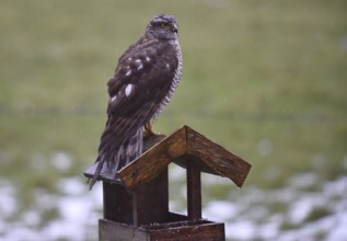 Sparrowhawk (Accipiter nisus) sitting on a birdhouse in the rain, Schleswig-Holstein, Germany