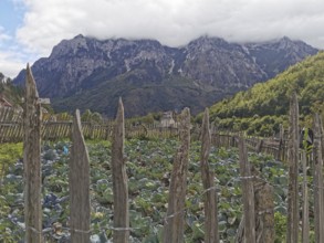 Small vegetable garden surrounded by fences, with mountain views and thick clouds, Peaks of the