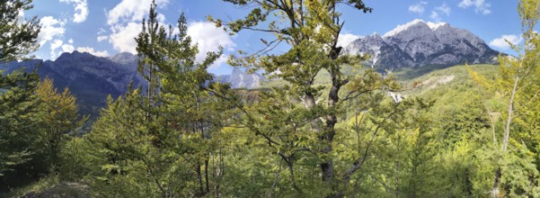 Panoramic view of wooded mountains under a clear blue sky, lush vegetation in the foreground, peaks