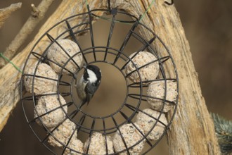 Fir tit (Periparus ater) at winter feeding in the forest, Allgäu, Bavaria, Germany, Allgäu,