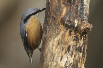 Nuthatch (Sitta europaea) at winter feeding in the forest, Allgäu, Bavaria, Germany, Allgäu,
