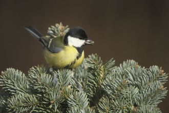Great Tit (Parus major) Allgäu, Bavaria, Germany, Allgäu, Bavaria, Germany