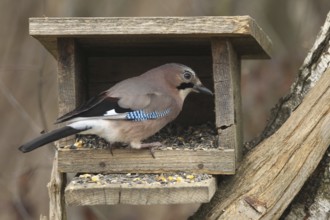 Eurasian jay (Garrulus glandarius) at winter feeding in the forest, Allgäu, Bavaria, Germany,