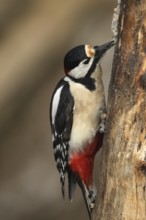 Great spotted woodpecker (Dendrocopos major) at winter feeding in the forest, Allgäu, Bavaria,