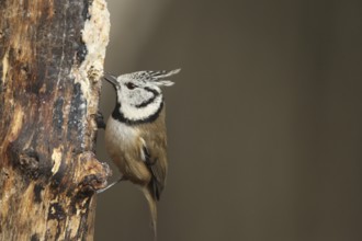 Crested Tit (Lophophanes Scalloped ribbonfish) at winter feeding in the forest, Allgäu, Bavaria,