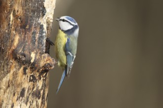 Blue tit (Cyanistes caeruleus) at winter feeding in the forest, Allgäu, Bavaria, Germany, Allgäu,