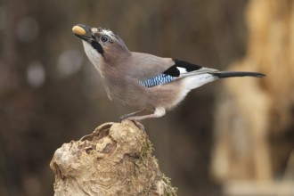 Eurasian jay (Garrulus glandarius) with acorn in beak at winter feeding in the forest, Allgäu,