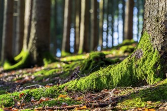 Moss-covered forest in winter mood in the Schurwald, Baden-Württemberg, Germany. Peaceful natural
