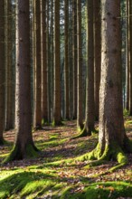Moss-covered forest in winter mood in the Schurwald, Baden-Württemberg, Germany. Peaceful natural