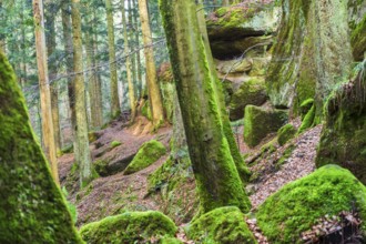 Winter atmosphere in the Hägeles- und Brunnenklinge nature reserve in the Swabian-Franconian