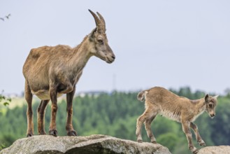 An adult female ibex (Capra ibex) stands on a rock and suckles her young. A forest can be seen in