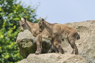 Two young ibex (Capra ibex) stand on a rock on a sunny . A blue sky can be seen in the background.