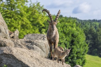 An adult male and two young ibex (Capra ibex) stand on a rock on a sunny day. A forest can be seen