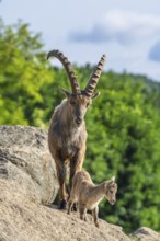 An adult male and a young ibex (Capra ibex) stand on a rock on a sunny day. A forest can be seen in