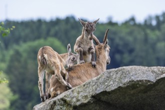 Two young ibexes (Capra ibex) climb and play on their mother, who is lying on a rock. A forest can