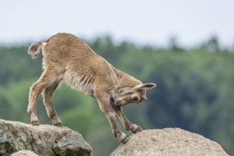 A young ibex (Capra ibex) stands on a rock and stretches out. A forest can be seen in the