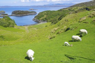Sheep grazing in a green meadow with views of the sea and small islands, Lochinver, Highlands,