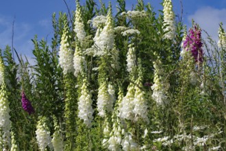White flowers against green foliage and blue sky in a natural setting, Aberdeenshire, Scotland,