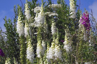 White flowers and plants against a clear blue sky, summer nature scene, Aberdeenshire, Scotland,