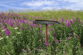 Blooming meadow with pink flowers and wooden sign on a sunny summer day, Aberdeenshire, Scotland,