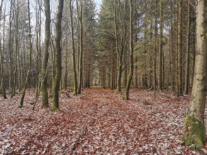 An autumnal forest trail with reddish brown leaves and tall trees, Franconian Forest nature park