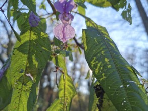 Green leaves and pink flowers of Himalayan balsam (impatiens glandulifera) in the sunlight in the