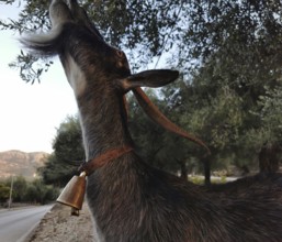 A goat (caprae) with a bell stands upright to eat olive leaves from a tree, Albania