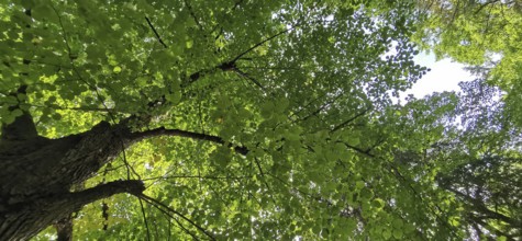 View of the treetop, interspersed with sunlight, with thick green foliage, Thuringian Forest nature