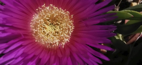 Close-up view of a bright purple-red noon flower (carpobrotus acinaciformis) with visible details