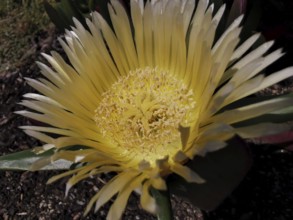A close-up view of a yellow noonday flower (Carpobrotus edulis), Southwest Alentejo and Costa