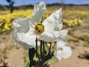 Close-up of a white poppy (papaver rhoeas) flower surrounded by yellow blossoms under a clear sky,