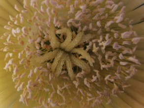 Close-up of a yellow noonday flower (Carpobrutus edulis) with visible stamens, Southwest Alentejo