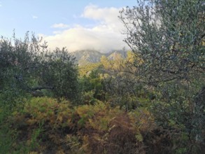 Lush greenery with ferns (distant) and trees against a sky with a mountain backdrop, Albanian Alps
