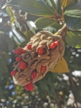 Close-up of a seed capsule of a Southern magnolia (magnolia grandiflora) with bright red seeds and