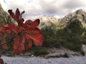 Red autumn leaf of a wig bush (cotinus coggygria) in the foreground in front of a mountainous