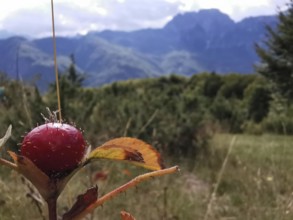 Close-up of a lychee tomato (solanum sisymbriifolium) in front of a mountainous landscape and blue