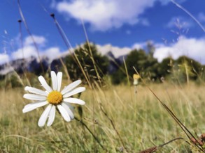 Close-up of a single margarite (Leucanthemum) on a green meadow in front of a blue sky with clouds,