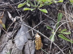 The pupa of a butterfly (Chrysalis) hangs on a branch surrounded by green leaves, Albanian Alps