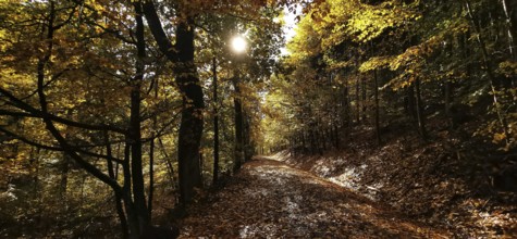 Autumn forest trail with leaves on the ground and sunshine through the trees, Fichtelgebirge nature