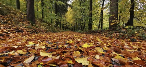 A forest trail covered with colorful autumn leaves surrounded by tall green trees, Fichtelgebirge