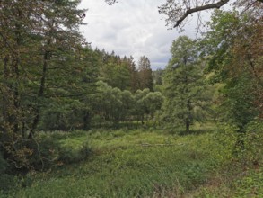 Wide green forest landscape with cloud-covered sky in soft colors, Thuringian Forest nature park