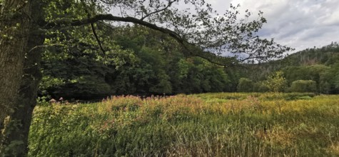 A meadow within a forest, surrounded by trees and a quiet atmosphere, Thuringian Forest nature park