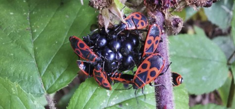 Close-up of several fire bugs (pyrrhocoridae) on a blackberry (rubus), which are strikingly