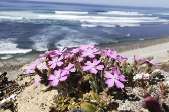 Pink flowers of a campion (silene dioica) blooming on a cliff overlooking the sea and waves on a