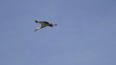 A stork (ciconia) flies in the clear blue sky, symbolising freedom and closeness to nature,