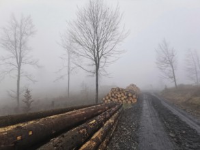 A foggy forest path with stacked tree trunks of spruce (picea) and bare trees, Thuringian Forest