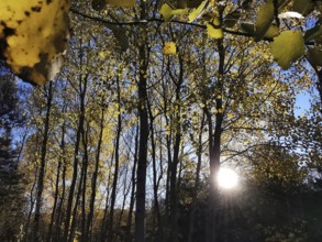 Sunlight penetrates an autumnal forest with golden leaves, Frankenwald nature park Park
