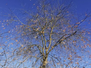 Tree with mostly bare branches and few remaining leaves under an autumnal blue sky, Frankenwald