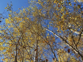 Autumn trees with thick yellow leaves that rise into the sky, Frankenwald nature park Park